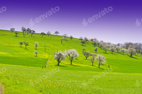 Preview: Flowering Trees Surrounded By Sloping Meadows In Switzerland
