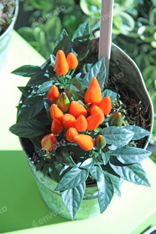 Preview: Pepper Plant, Provins, France