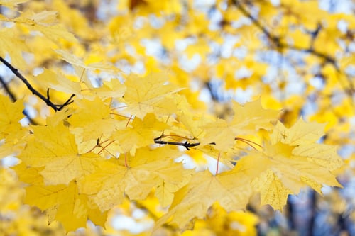 Preview: Autumn Maple Foliage On Blue Sky And Other Trees Background