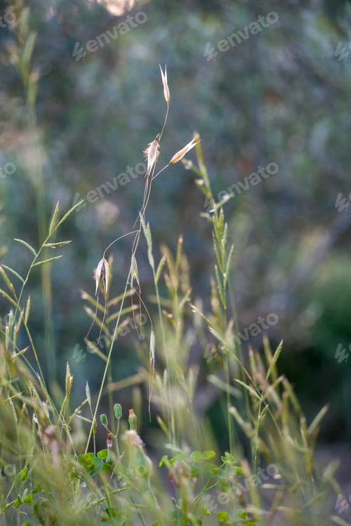 Preview: Golden Ear Of Oats Against The Sunset Sky And Sun. Gold, Summer.