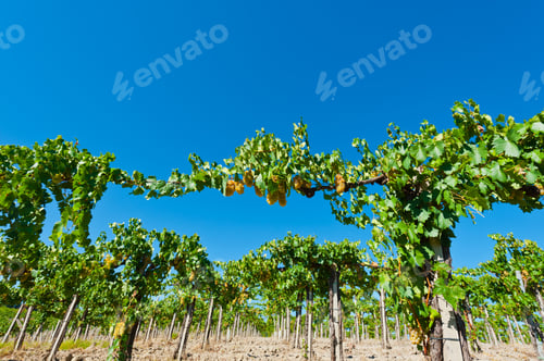 Preview: Vineyard In The Chianti Region Of Italy