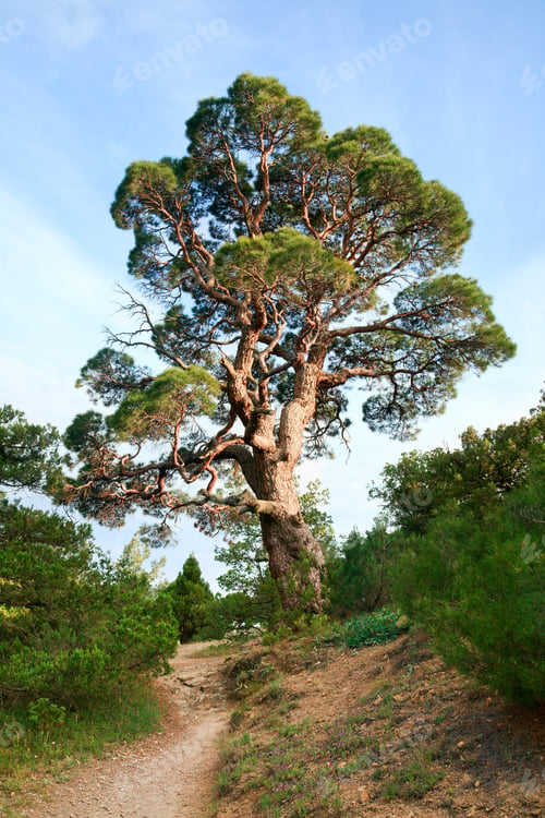 Preview: Big Juniper Tree On Sky Background ("Novyj Svit" Reserve, Crimea, Ukraine).