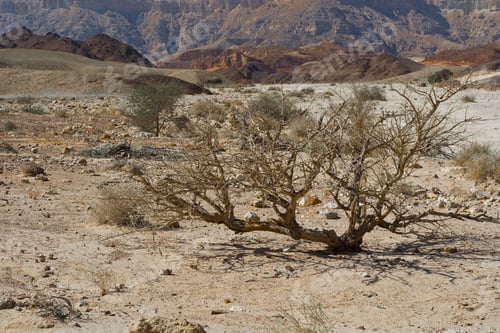 Vista previa: Life In A Lifeless Infinity Of The Negev Desert In Israel. Breathtaking Landscape And Nature Of The