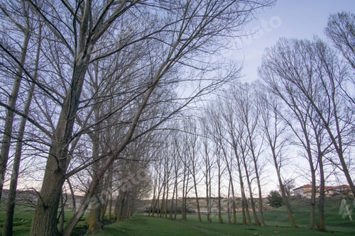 Preview: Poplars In Terriente Village In Albarracin Mountains Teruel Aragon Spain