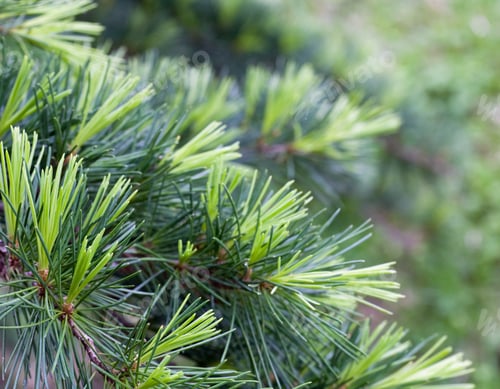 Preview: Twigs Of Pine Conifer Tree (Nature Background)