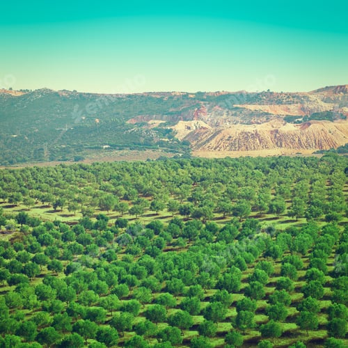 Preview: Olive Plantation In The Cantabrian Mountains Of Spain, Instagram Effect