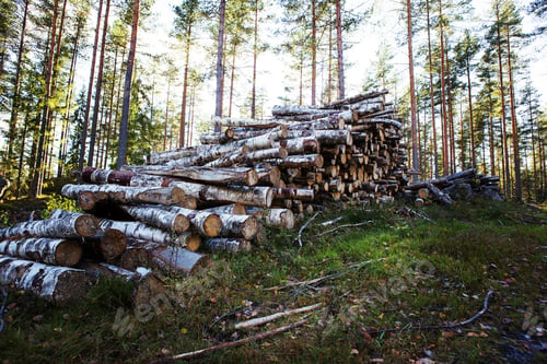 Preview: Birch Wood Waiting For Transportation. Image Has A Vintage Effect Applied.