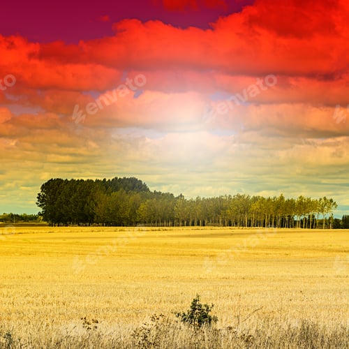 Preview: Wheat Flied With Grove At Sunset. Spanish Rural Countryside