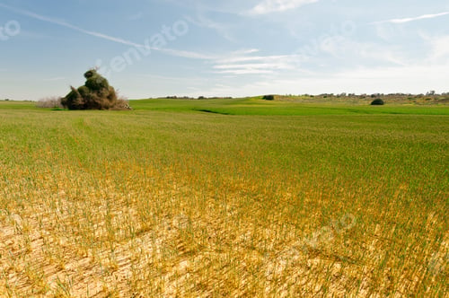 Preview: Wheat Field After Drought In Israel