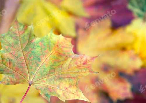 Preview: Colorful Autumn Maple Leaf Background