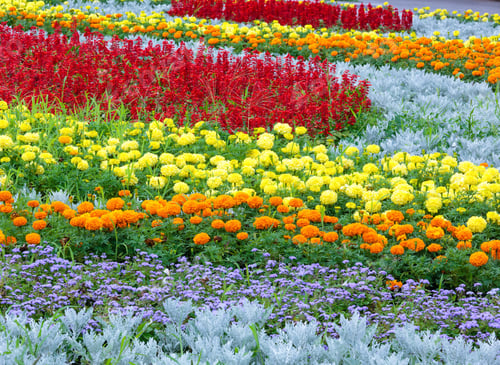 Preview: Orange And Yellow Marigold Flowers, Red Scarlet Salvia Plant On Flowerbed. Summer Background.
