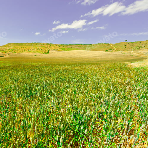 Preview: Wheat Fields On The Hills Of Sicily