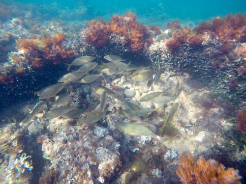 Preview: Mediterranean Underwater Seaweed Denia Alicante Spain
