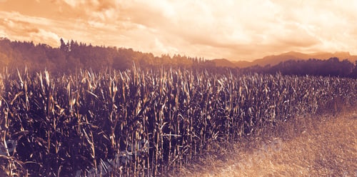 Preview: Deserted Fields Of Germany At Dawn In A Contemporary Style. Maize Plantation In Southern Bavaria.