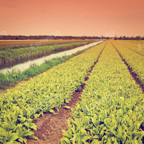 Preview: Irrigation Canal Between Fields Of Tulips In Netherlands, Retro Effect