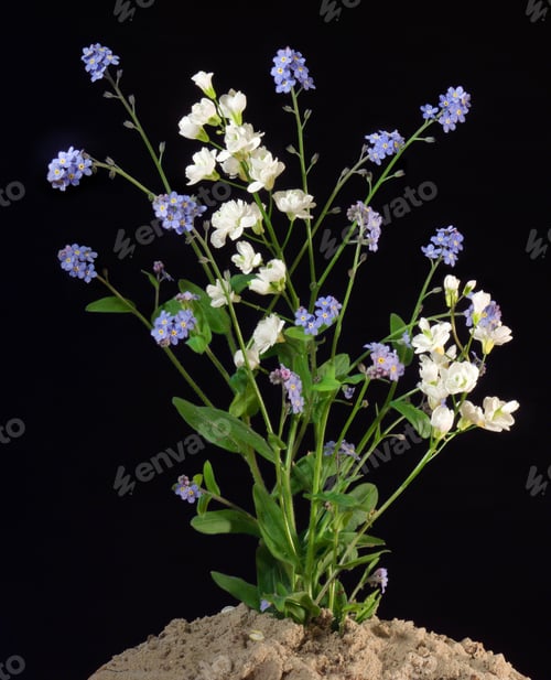 Preview: Blossoming Plant With Blue (Forget-Me-Not) And White Flowers On Dark Background (Not Isolated, Six