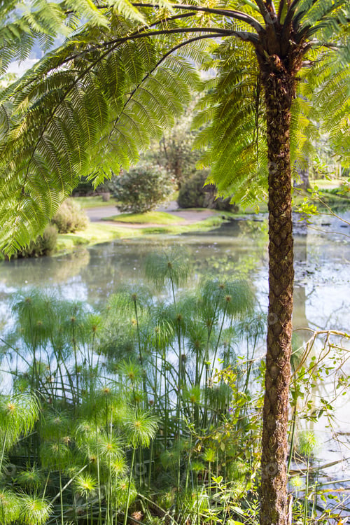 Preview: Vegetation In Terra Nostra Park Furnas Sao Miguel Island Azores Portugal