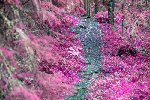 Preview: Fantasy Colored Forest. Purple Haze Color Pine Forest. Tonal Correction Made.