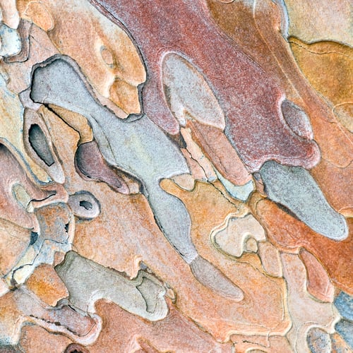 Preview: Coarse Blotched Bark Of Old Crimean Pine Tree (Stankevycha Pine). Detailed Macro.