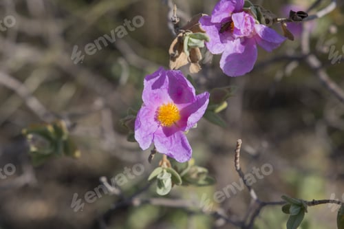 Preview: Spring Landscape In Laguart Valley Alicante Spain Wild Roses