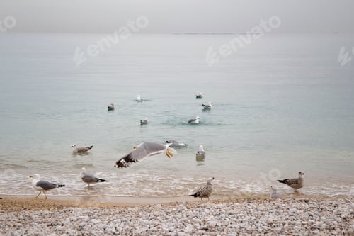 Preview: Seagulls In Albir Beach On The Mediterranean Coast Of Spain Alfaz Del Pi