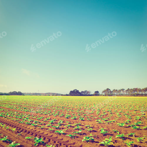 Preview: Rows Of Fresh Young Green Seedling In Portugal, Instagram Effect