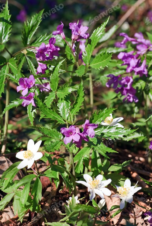 Preview: Spring Forest Glade With Blossoming White Anemone And Small Blue Flowers . Composite Photo With