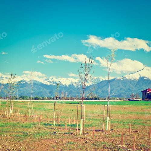 Preview: Tree Seedlings On A Background Of Snow-Covered Alps In Italy, Instagram Effect