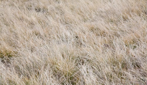 Preview: November Withered Grass (On Meadow) Background