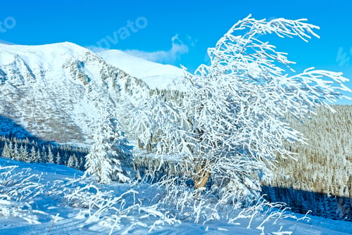 Preview: Morning Winter Mountain And Snowy Tree In Front.