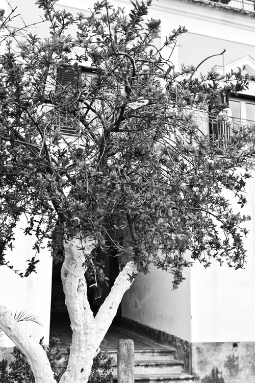 Preview: Flowering Pomegranate Tree On The Background Of The House In Italian City Of Cetara, Retro Image