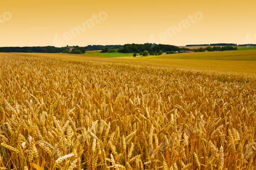 Preview: Extensive Fields Of Ripe Wheat And Maize Before Harvest In German Bavaria