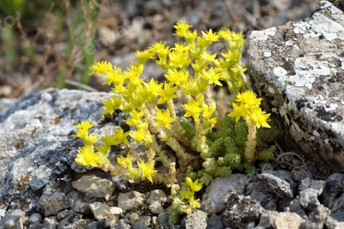 Preview: Summer Plant With Small Yellow Flowers On Stone