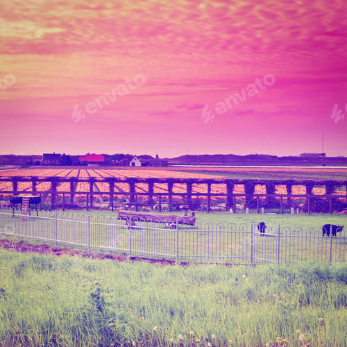 Preview: Sunset Over The Fields Of Tulips In Netherlands, Instagram Effect