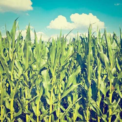 Preview: Plantation Of Corn In Southern Bavaria, Germany, Instagram Effect