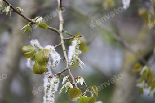Preview: Branch Detail With White Flowers In Tree