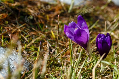 Preview: Colorful Blooming Purple Violet Crocus Heuffelianus (Crocus Vernus) Alpine Flowers On Spring