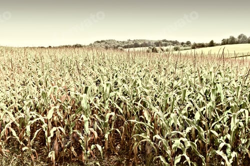 Preview: Plantation Of Corn In The French Limousen, Vintage Style Toned Picture