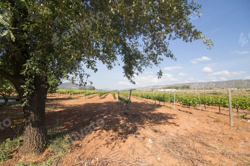 Preview: Spring Vineyards Fontanars Dels Alforins Valencian Community Spain