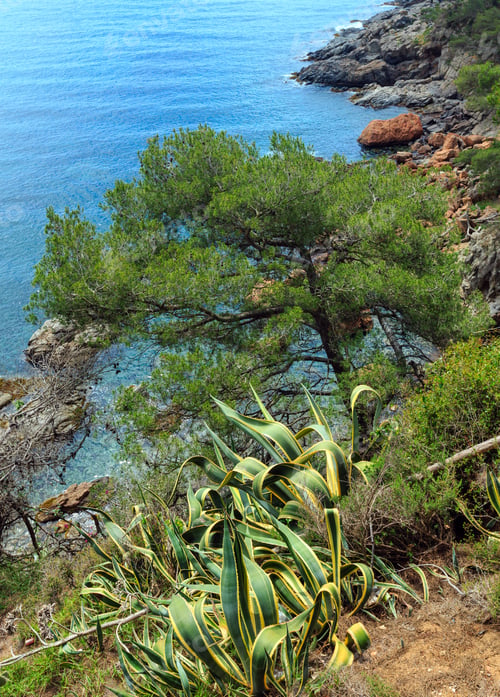 Preview: Conifer Tree And Stripped Agave Americana Plant On Edge Of Cliff Above Sea.