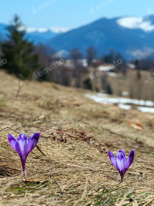 Preview: First Violet Crocus Flowers On Early Spring Carpathian Mountains Plateau With Snow-Covered Ridge