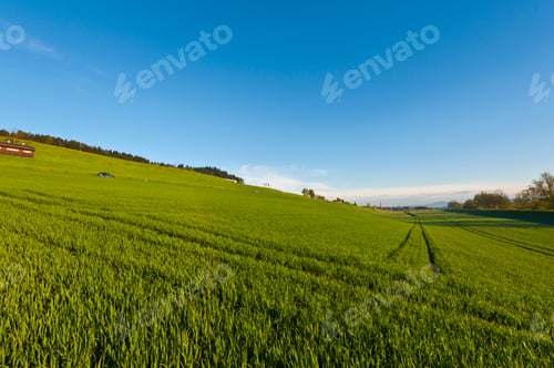 Preview: Swiss Landscape With Forests And Meadow On The Background Of Snow-Capped Alps In Early Morning