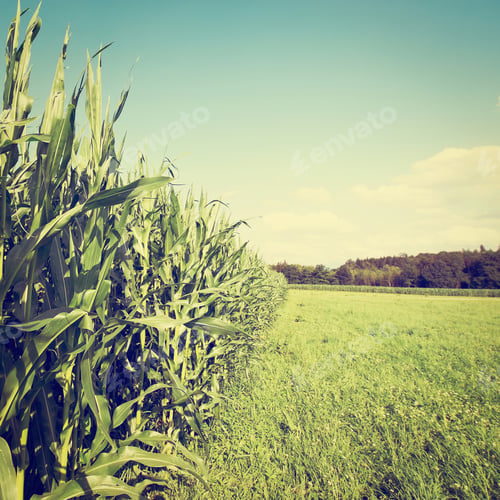 Preview: Plantation Of Corn In Southern Bavaria, Retro Effect