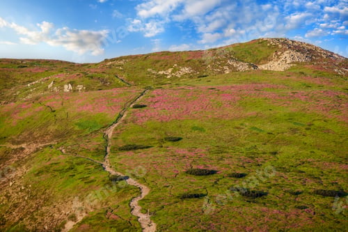 Preview: Pink Rose Rhododendron Flowers On Summer Mountain Slope. Carpathian, Chornohora, Ukraine.