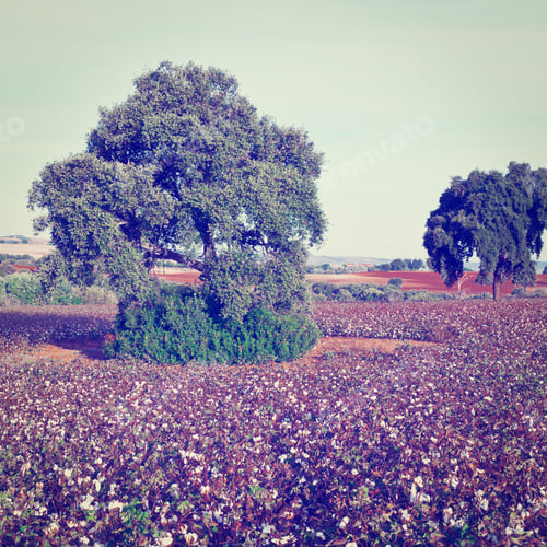 Preview: Ripe Cotton Bolls On Branch Ready For Harvests, Instagram Effect