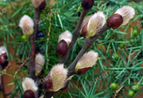 Preview: Spring Willow Wet Twig With Buds On Juniper Bush Background
