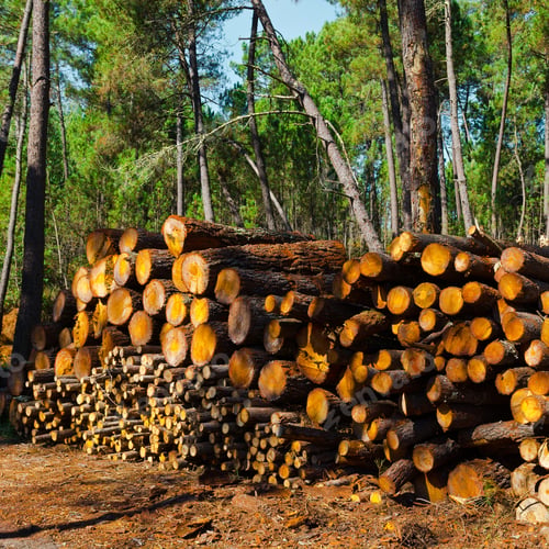 Preview: Logging In The Forest, Portugal