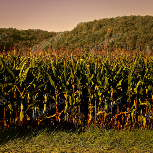 Preview: Plantation Of Corn In The French Limousen, Vintage Style Toned Picture