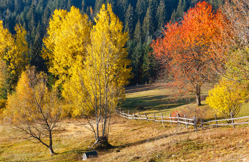 Preview: Morning Autumn Slopes (With Colorful Trees) Of Carpathian Mountains (Yablunytskyj Pass