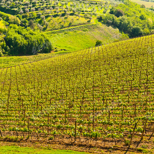 Preview: Natural Background Of Vineyard In The Chianti Region